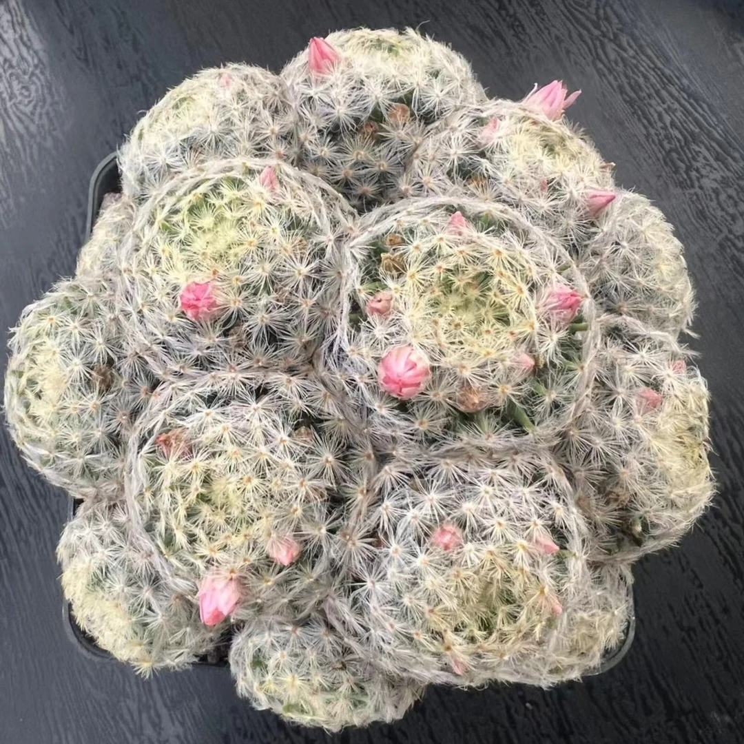 （满18包邮）多头实生根明星仙人球   软刺仙人球 软的不是坏的