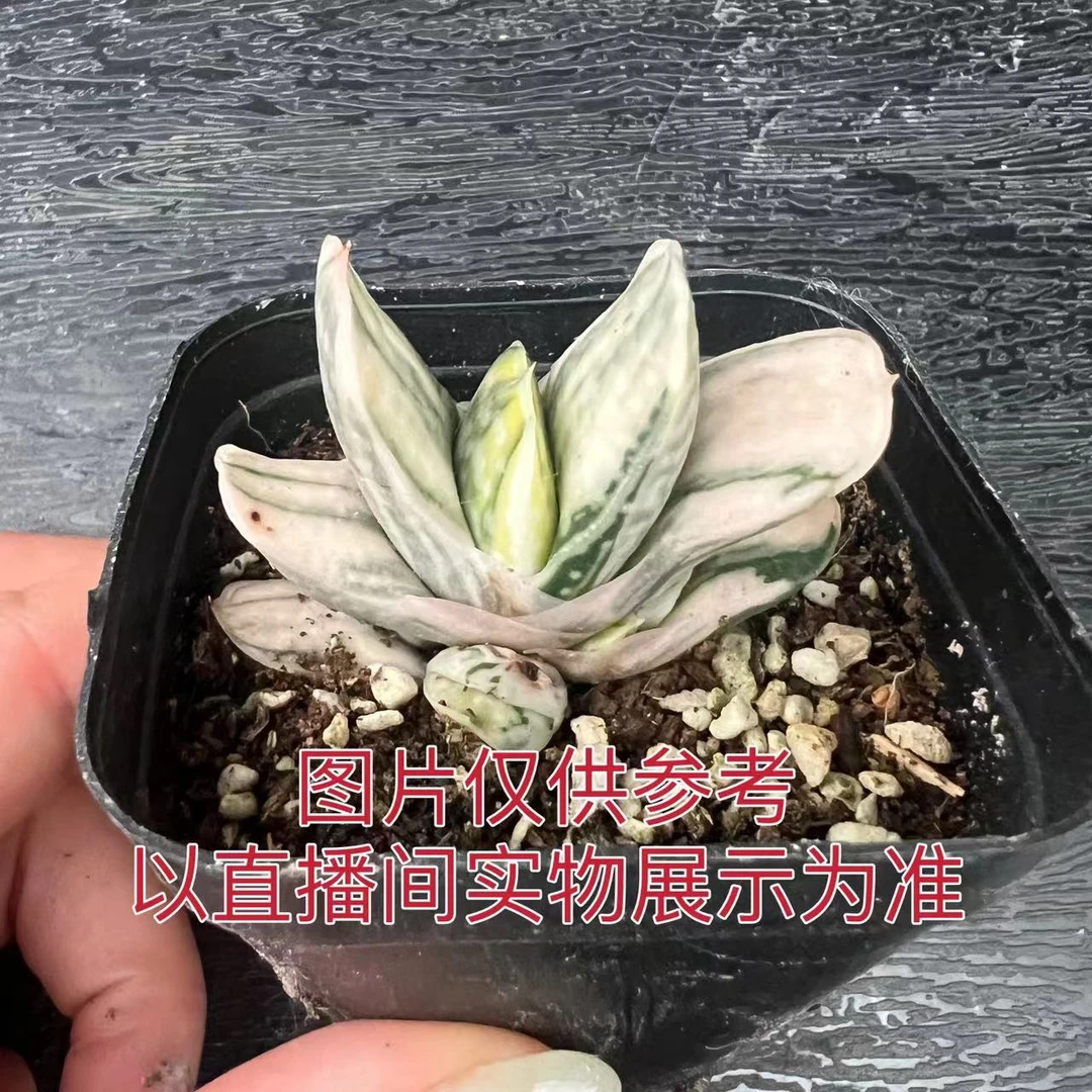 （满18包邮）小号蜗牛锦 十二卷属 多肉植物