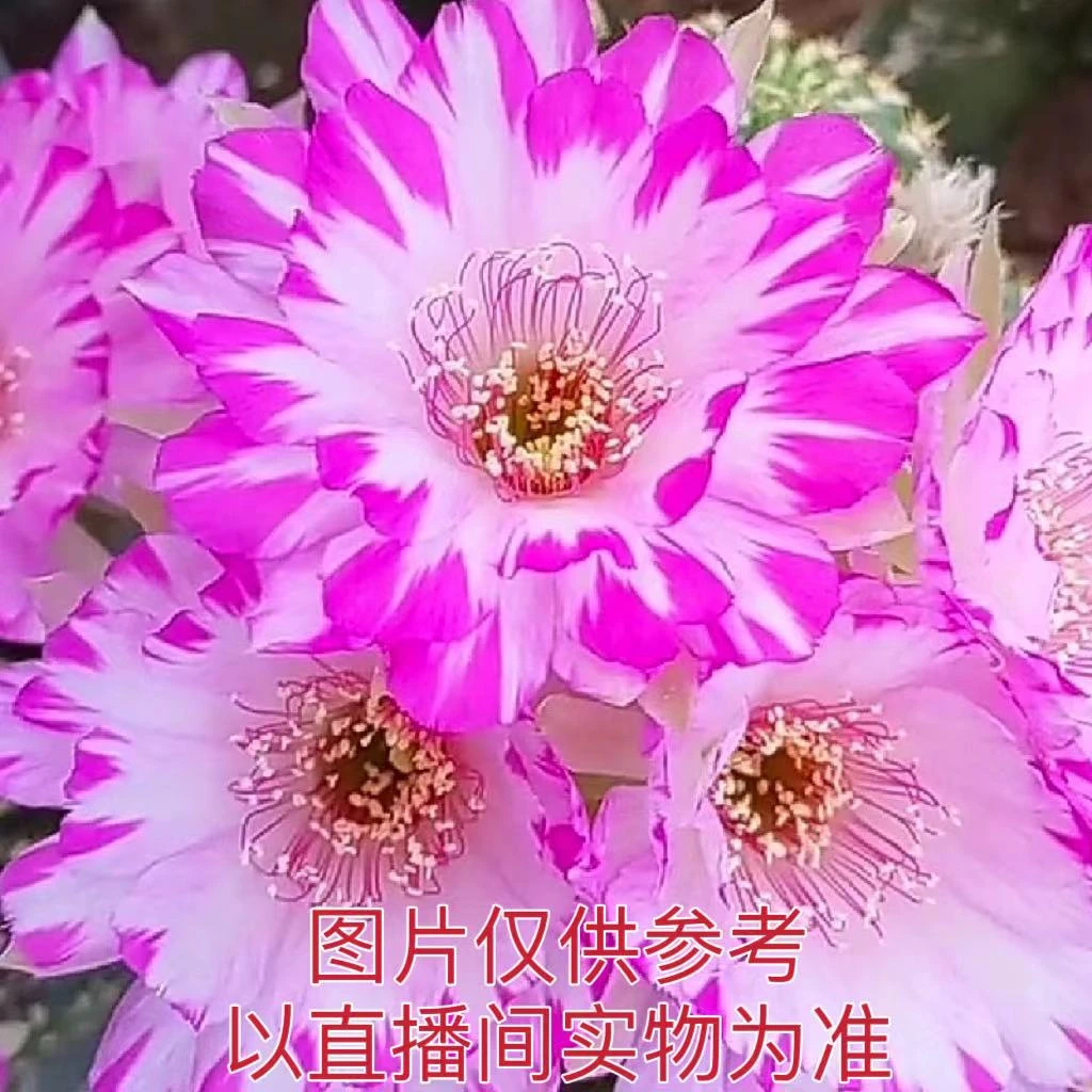 中号珍珠丽花 仙人球丽花属仙人球