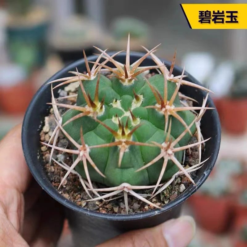 小号碧岩玉 观刺仙人球（满18包邮）