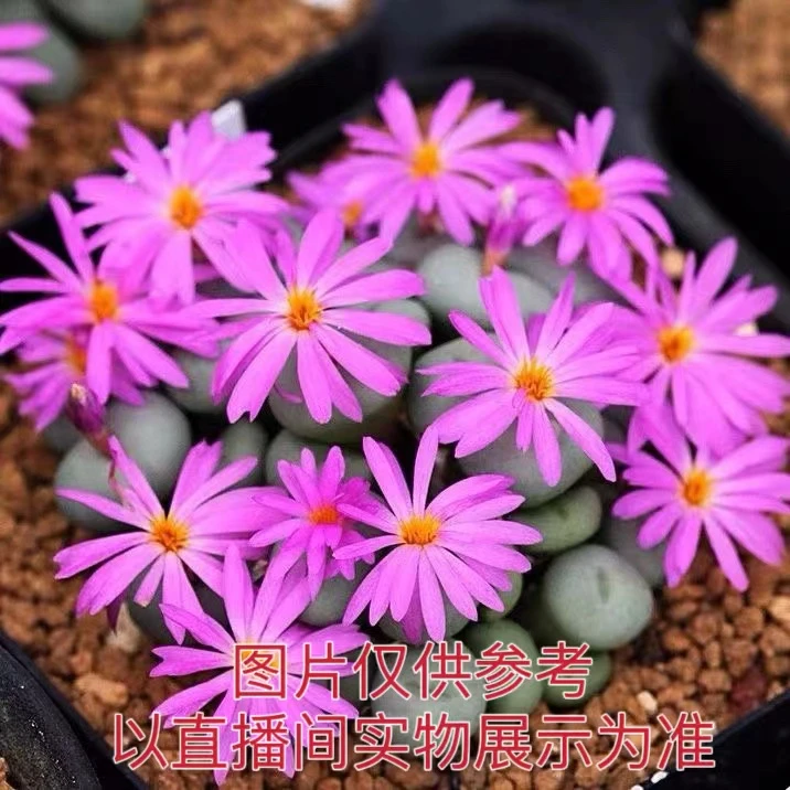 （满18包邮）白色方盆 小锤子多肉植物 番杏科