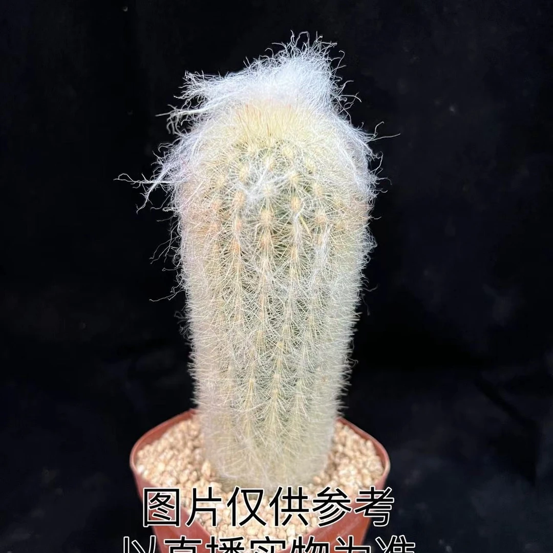 小号劳乐柱   仙人柱（满18包邮）