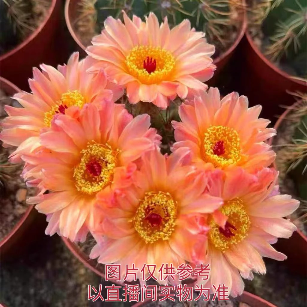 (满18包邮)中号实生根橙花青王仙人球 冠幅6-7cm裸根发货