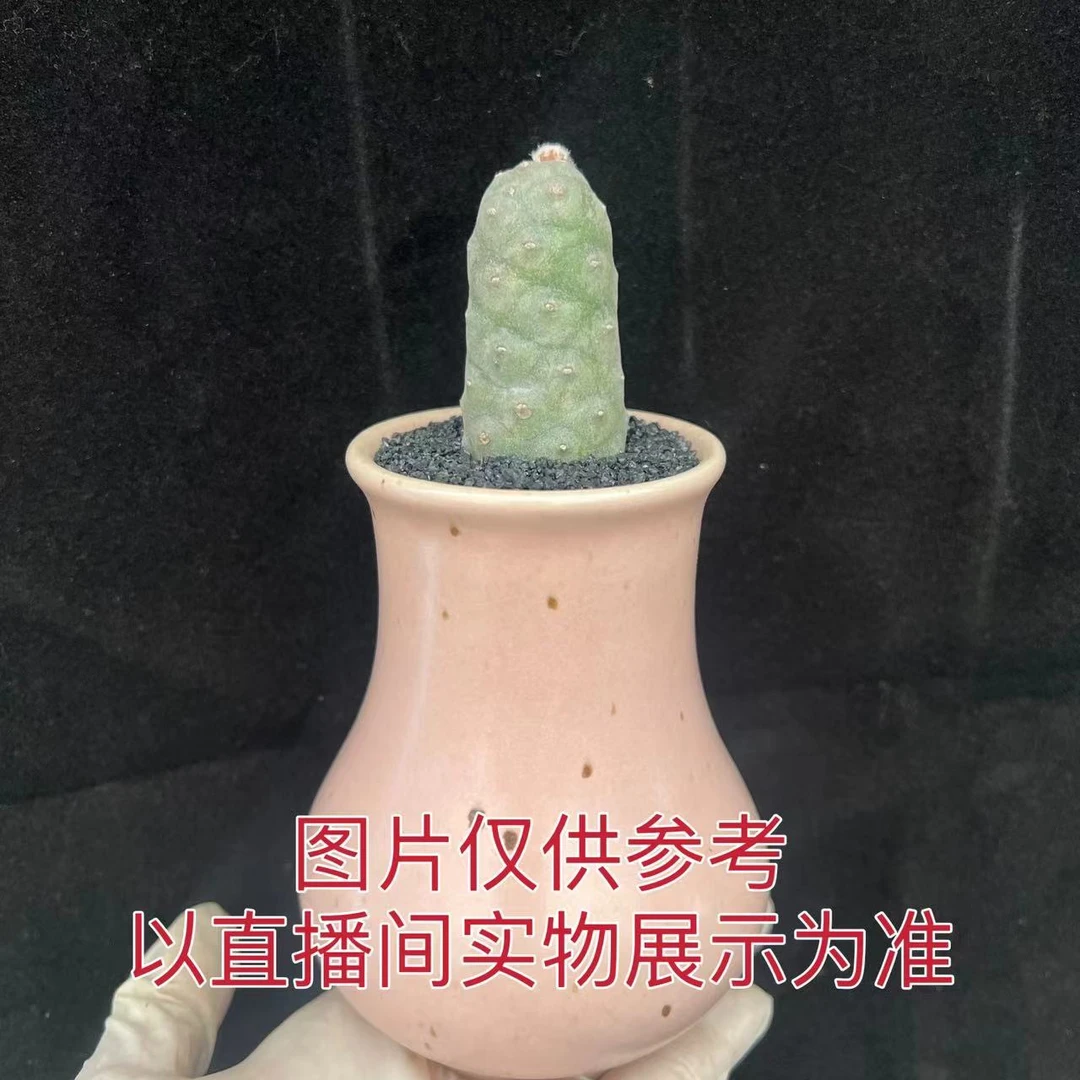 （满18包邮）小号松笠团扇 无刺仙人柱