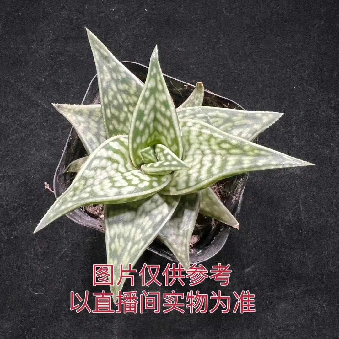 (满18包邮)小号姬千代芦荟 十二卷属 多肉植物