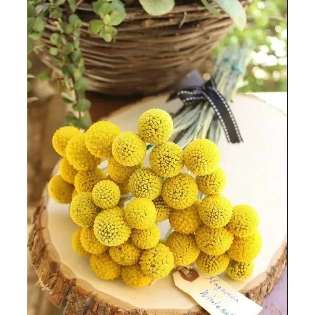 【风花小院】黄金球鲜花装饰花材