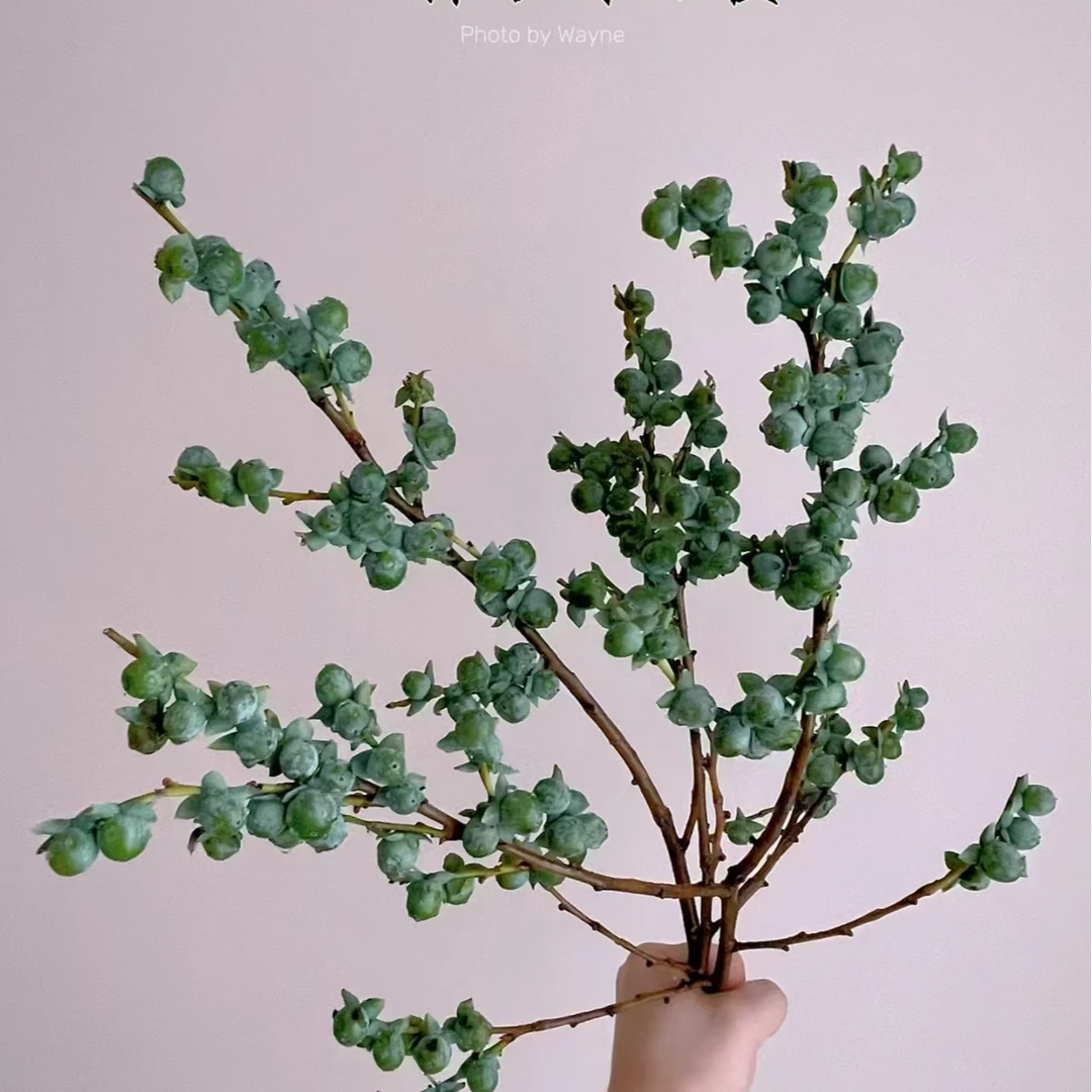 【风花小院】小柿子鲜切花装饰花材