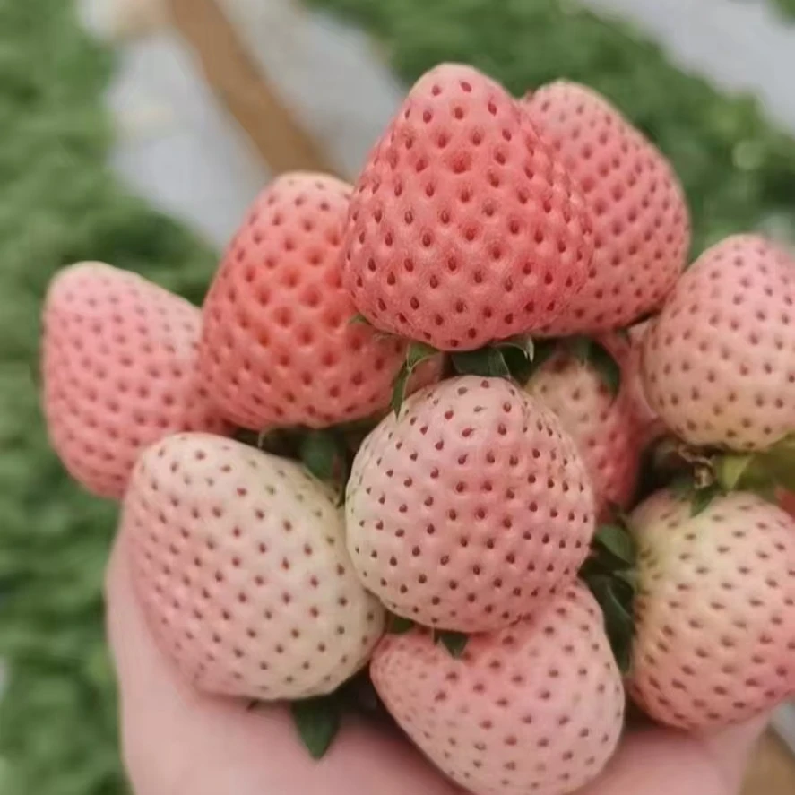 【尝鲜】新鲜草莓基地直达