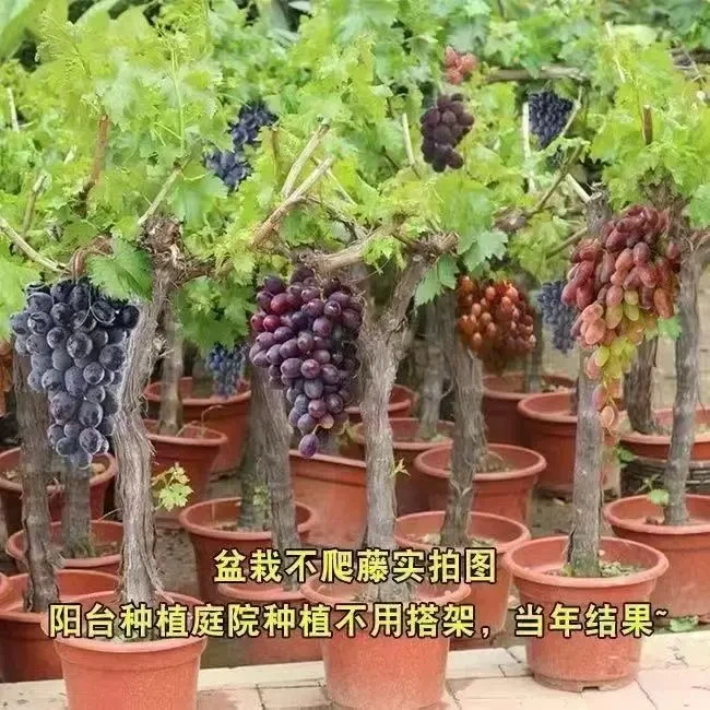 葡萄树苗阳光玫瑰盆栽特大不爬藤葡萄苗巨峰庭院果树果苗南北方种