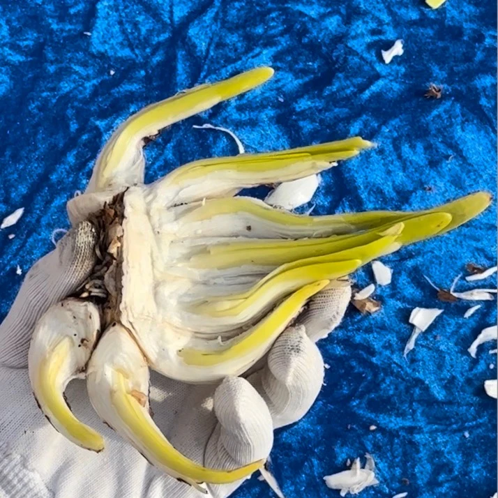 【雕刻水仙】 水仙花大种球雕刻未泡水带花苞（不含盆）低温