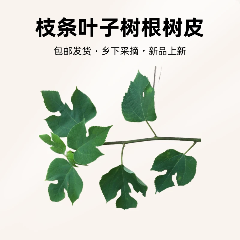 新鲜枸树枸树苟树苗枝条叶子树根树皮 250克包邮乡下当天采摘发货
