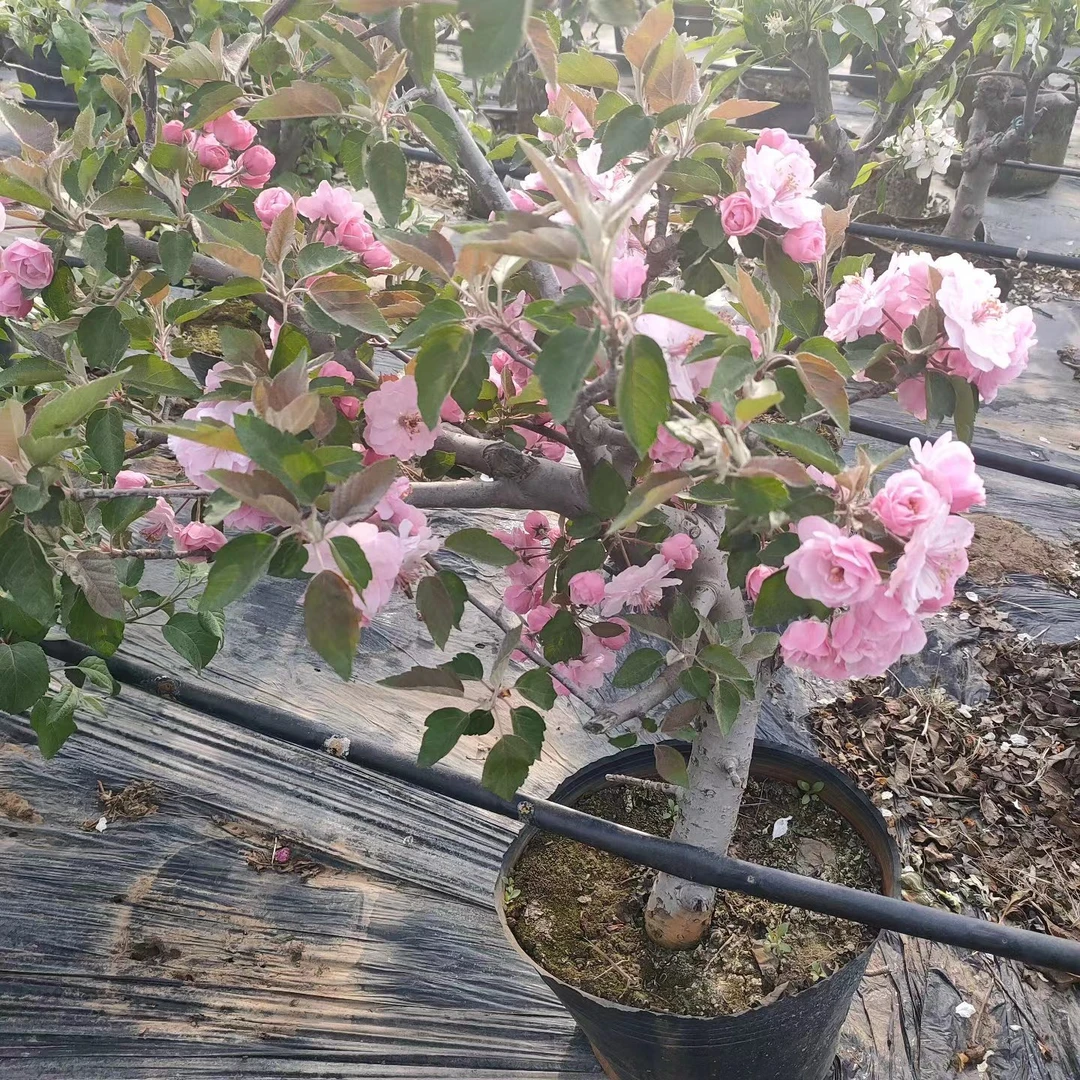 精品盆栽苗木（一物一拍）