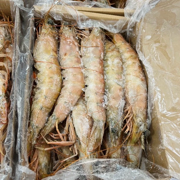 纯天然锁鲜优质海水大虾1020规格母虾带膏深海捕捞