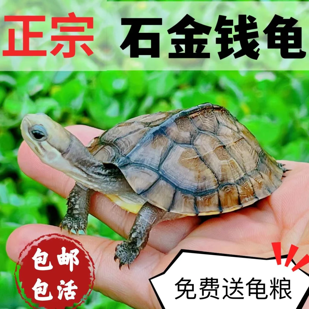 新手易养正宗石金钱龟南石龟乌龟活物宠物水龟观赏龟宠物送龟饲料