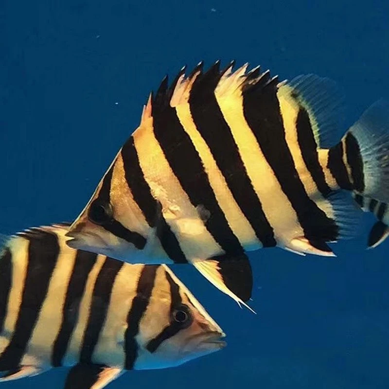(直播虎鱼改价链接)印尼虎鱼龙鱼配鱼活体水族混养