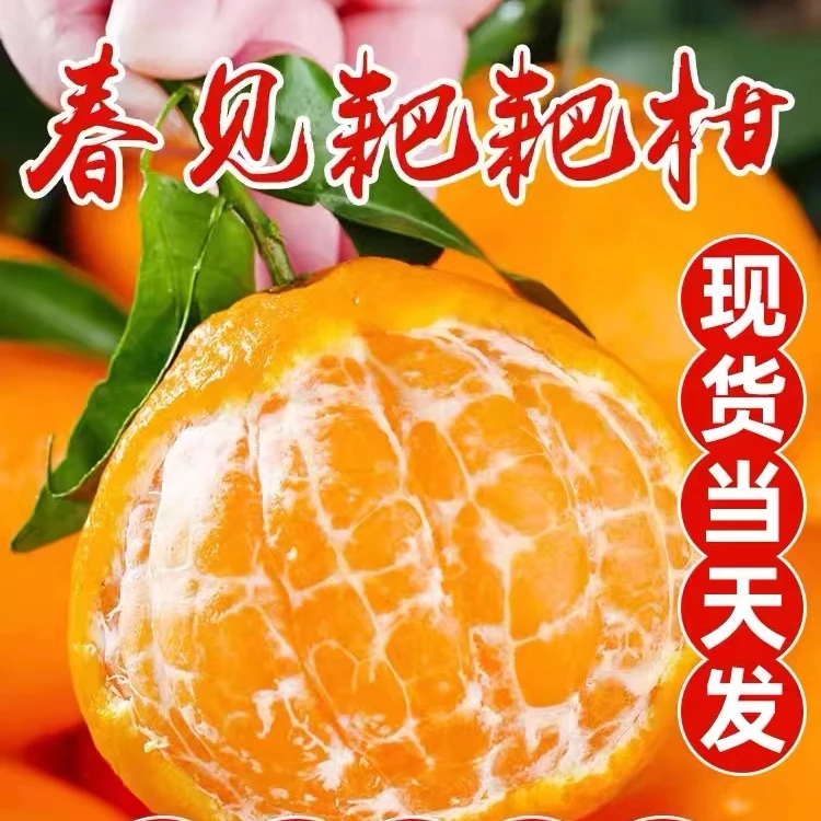 四川春见耙耙柑 柑橘4.5-8斤丑橘 新鲜水果 爽口细腻 现摘现发