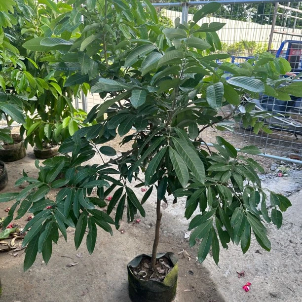 储良龙眼树 地栽盆栽 南方种植