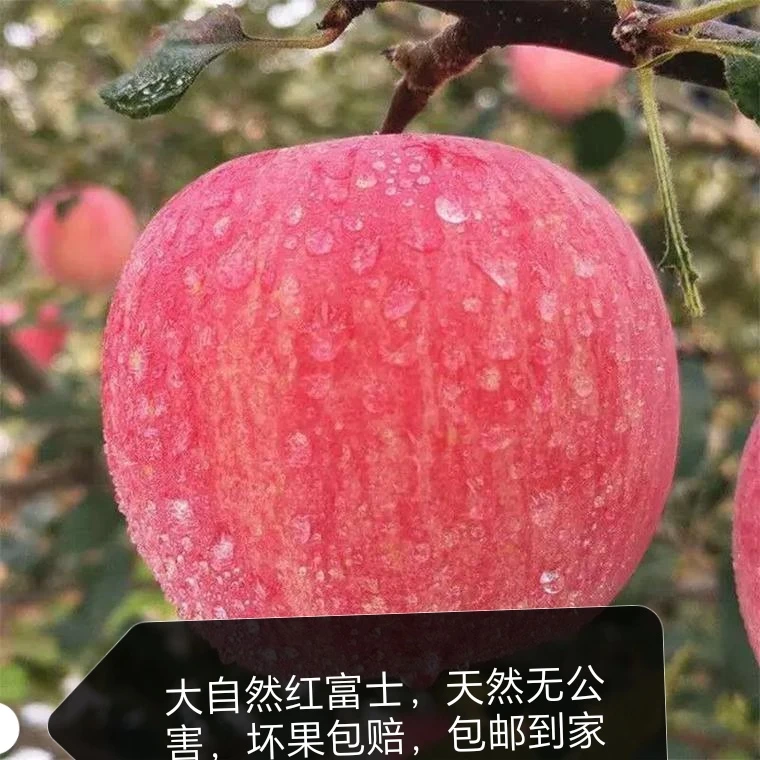 洛川红富士，颗颗爆满汁水，香甜可口，主打一个甜，新鲜送到你家