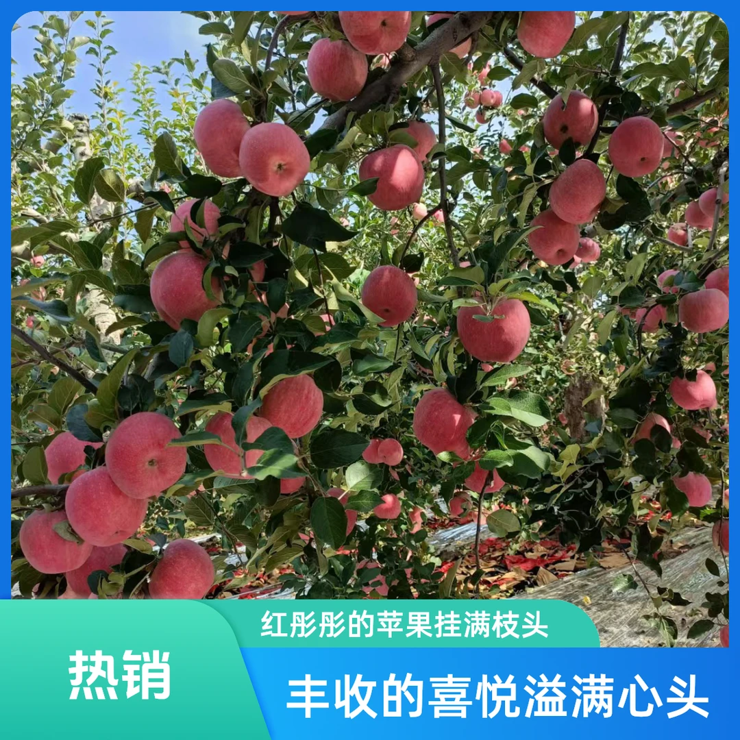 没颗苹果都散发着天香,甜蜜滋味来袭