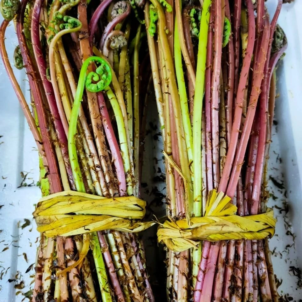 东北山野菜猴腿菜现采现发新鲜到家500克包邮