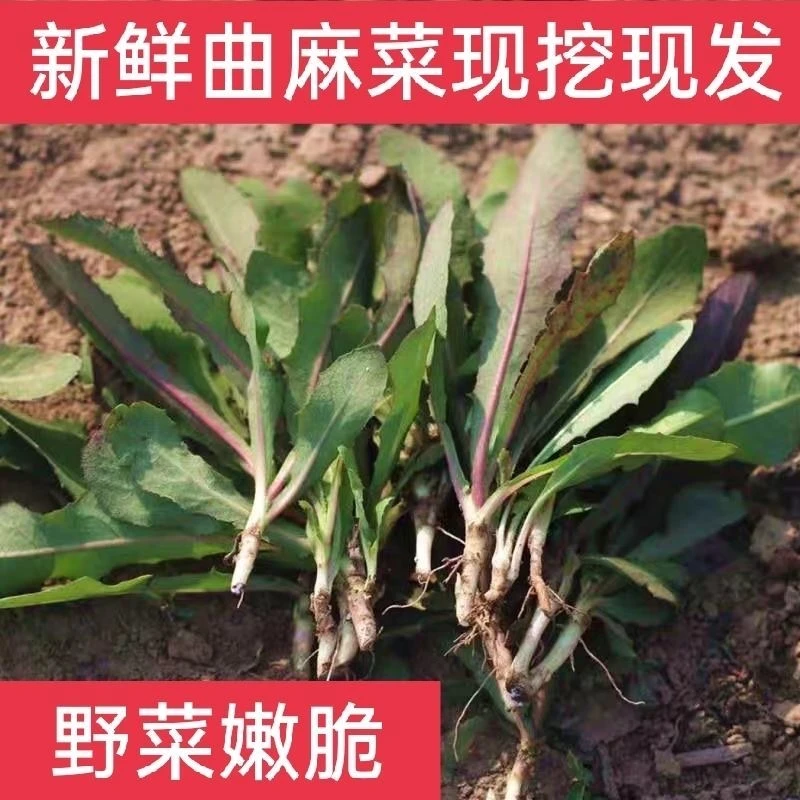 东北山野菜曲麻菜春季头茬野长曲麻菜现采先发新鲜到家苦麻菜包邮