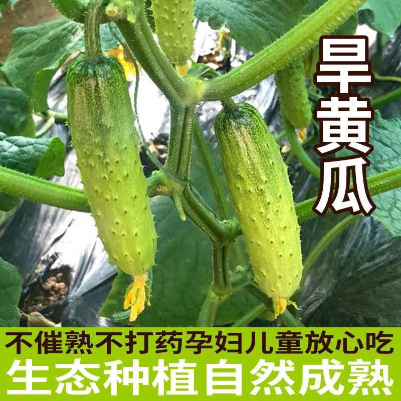 旱黄瓜东北头茬农家自种老品种旱黄瓜2斤现采现发新鲜到家旱黄瓜
