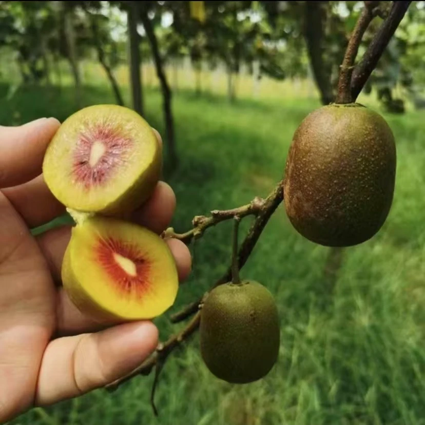 猕猴桃树果苗红心猕猴桃苗徐香南北方种植阳台庭院水果树果苗