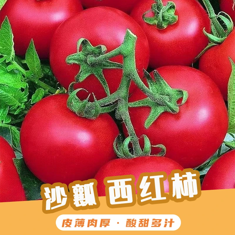 沙瓤西红柿可生吃生态种植草莓心薄皮宁夏产地直发正宗番茄水果