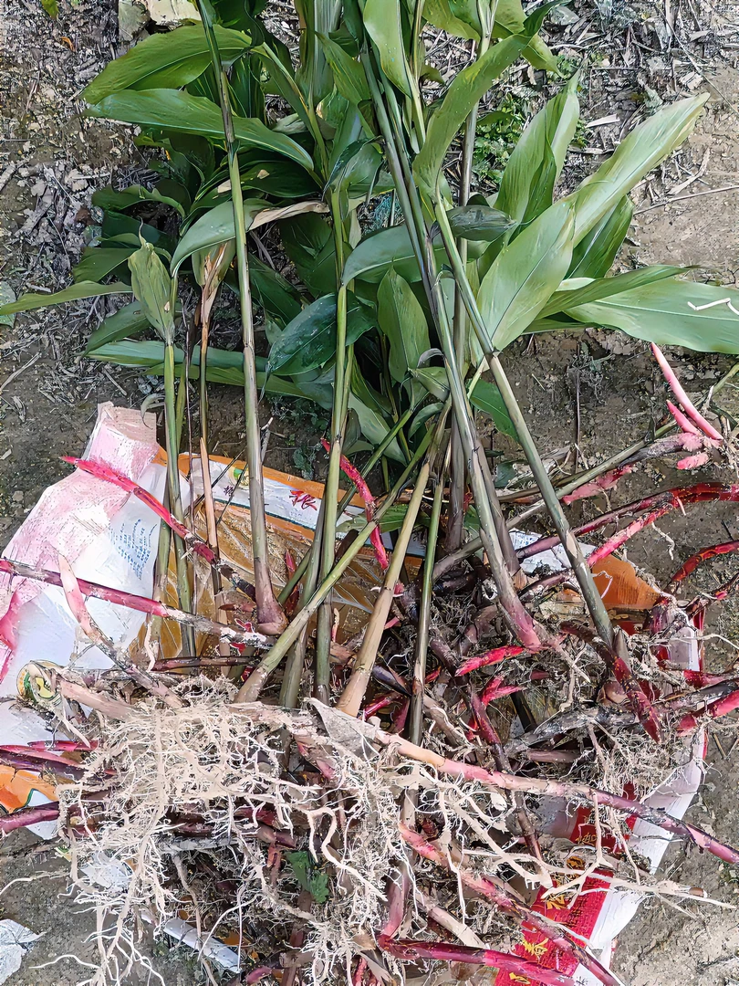 春砂仁种苗阳春特产新鲜现挖带芽带根发货广东阳春发货包邮