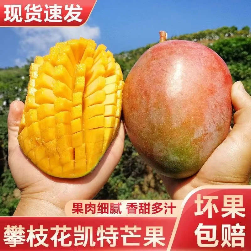 四川攀枝花凯特芒果10斤大脸芒坏果包赔自家果园新鲜采摘