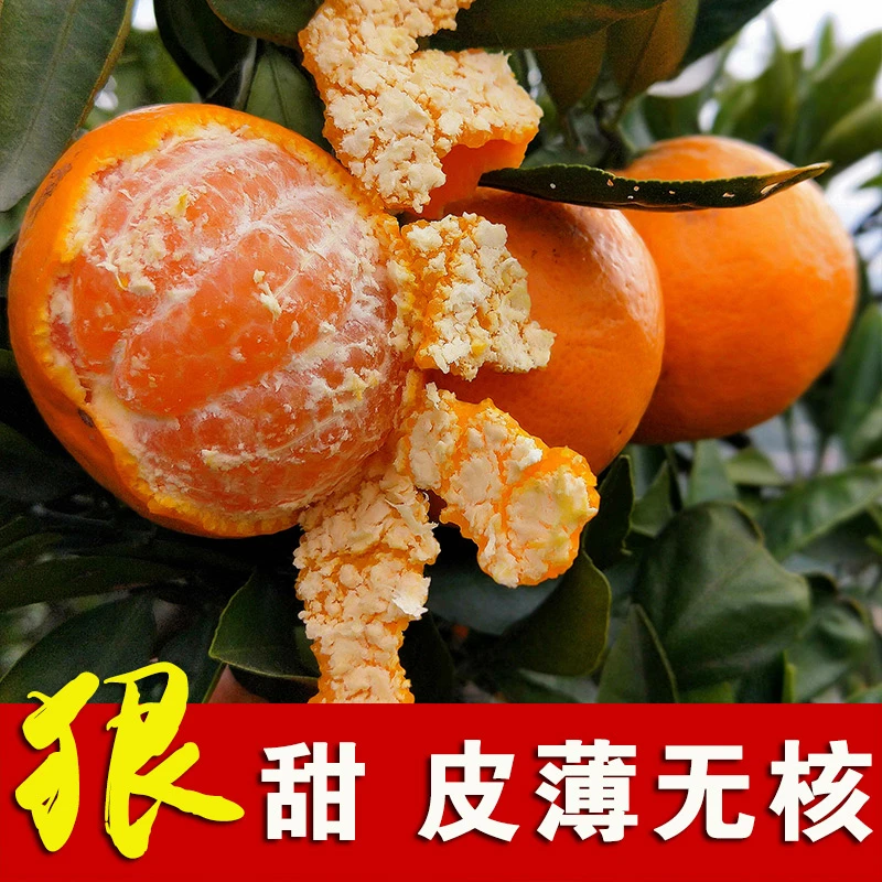 金秋沙糖桔子树苗南北方盆地栽小庭院阳台嫁接砂糖橘子果树苗1