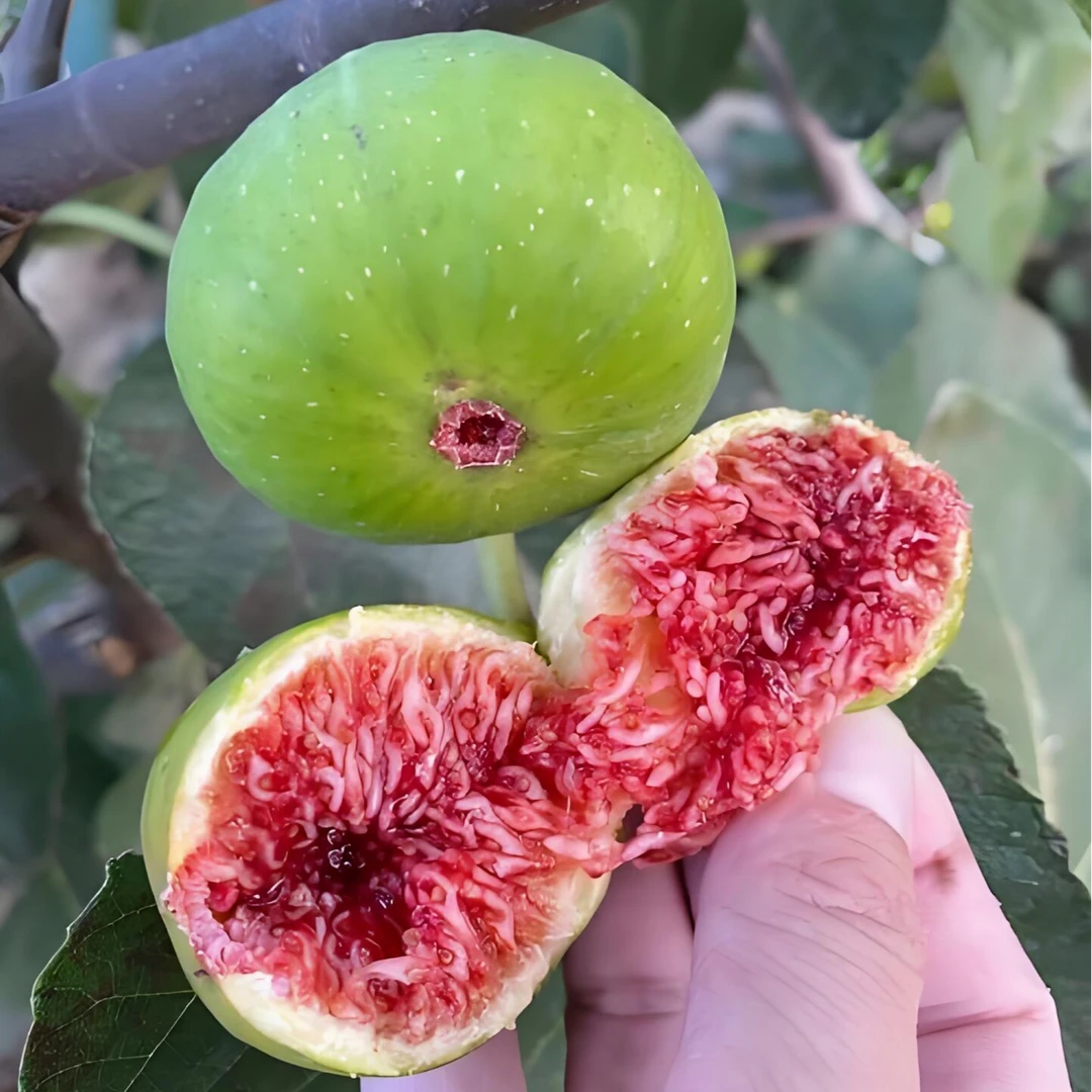 【青皮】无花果树苗种特大无花果树盆栽地栽庭院种植南北方种植