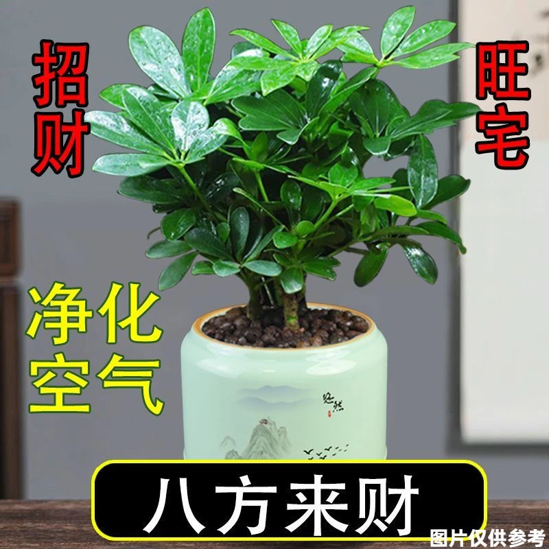 七叶莲盆栽鸭脚木办公室内招财植物懒人水培鹅掌财桌面除甲醛绿植