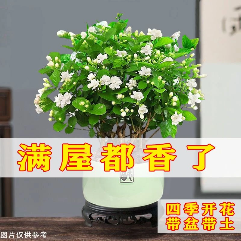 茉莉花盆栽带花苞浓香型重瓣庭院阳台花卉防蚊驱蚊草植物室内绿植