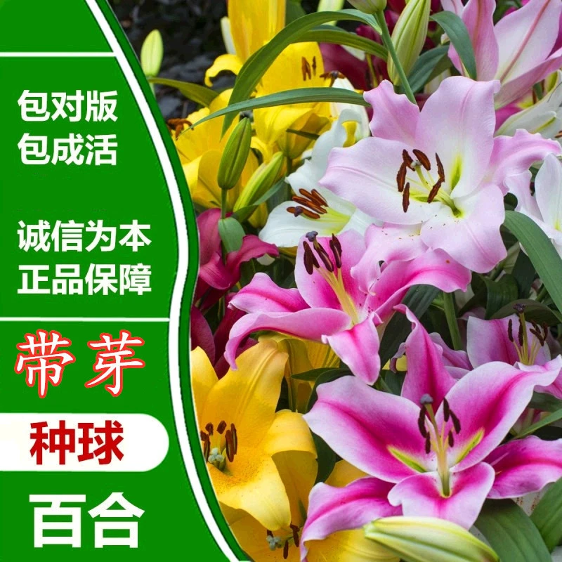 香水百合四季重瓣花朵阳台庭院春夏秋冬鲜花花卉盆栽正宗绿植盆栽