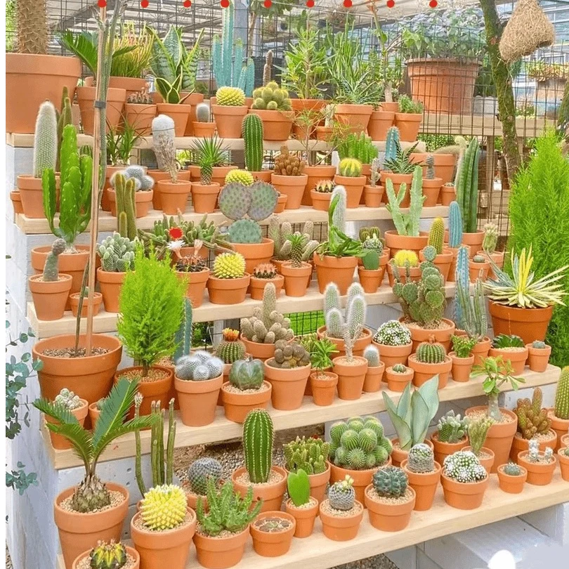 直播间专属链接 独特花盆