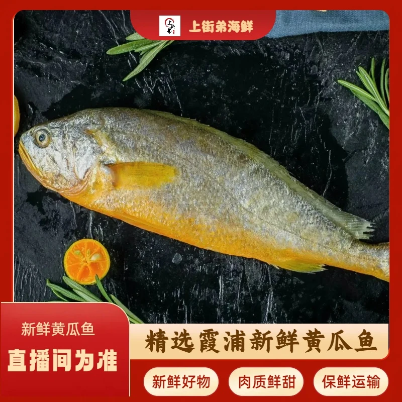 【新鲜黄瓜鱼】 福州发货 新鲜冷冻 肉质鲜美 包鲜 黄瓜鱼