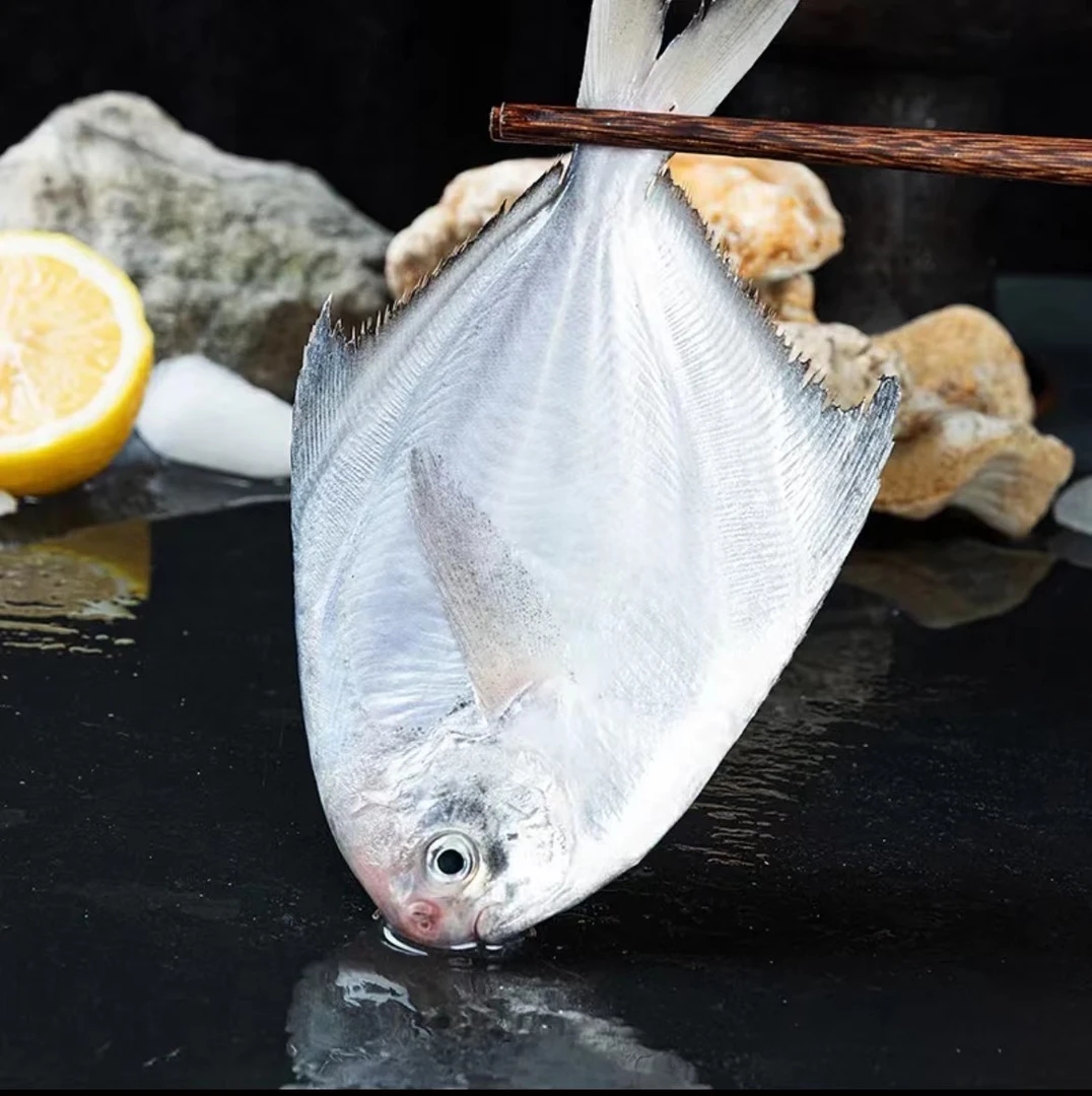 【5斤大鲳鱼】福州发货 肉质鲜美 鲜甜50g起【包鲜】