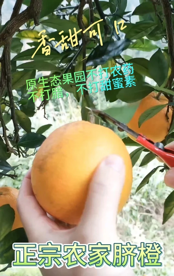 纯正自家果园原生态农家脐橙产地现摘现发9.2斤净果中果