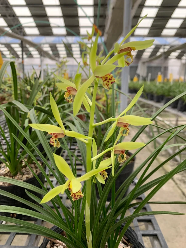 一杆多花浓香型盆景草