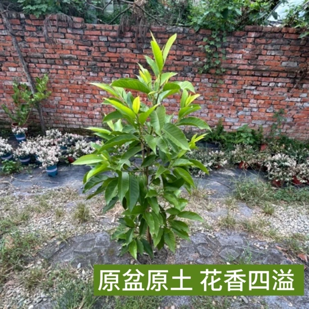 黄果兰浓香型盆栽花园阳台庭院可种植四季开花原土原盆发货易成活