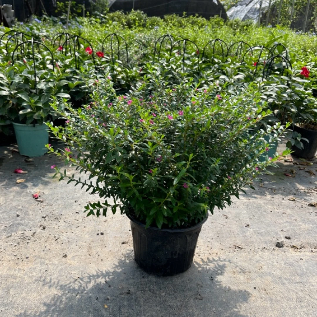 满天星花苗盆栽室内阳台好养花卉盆栽观花植物四季开花不断带花苞