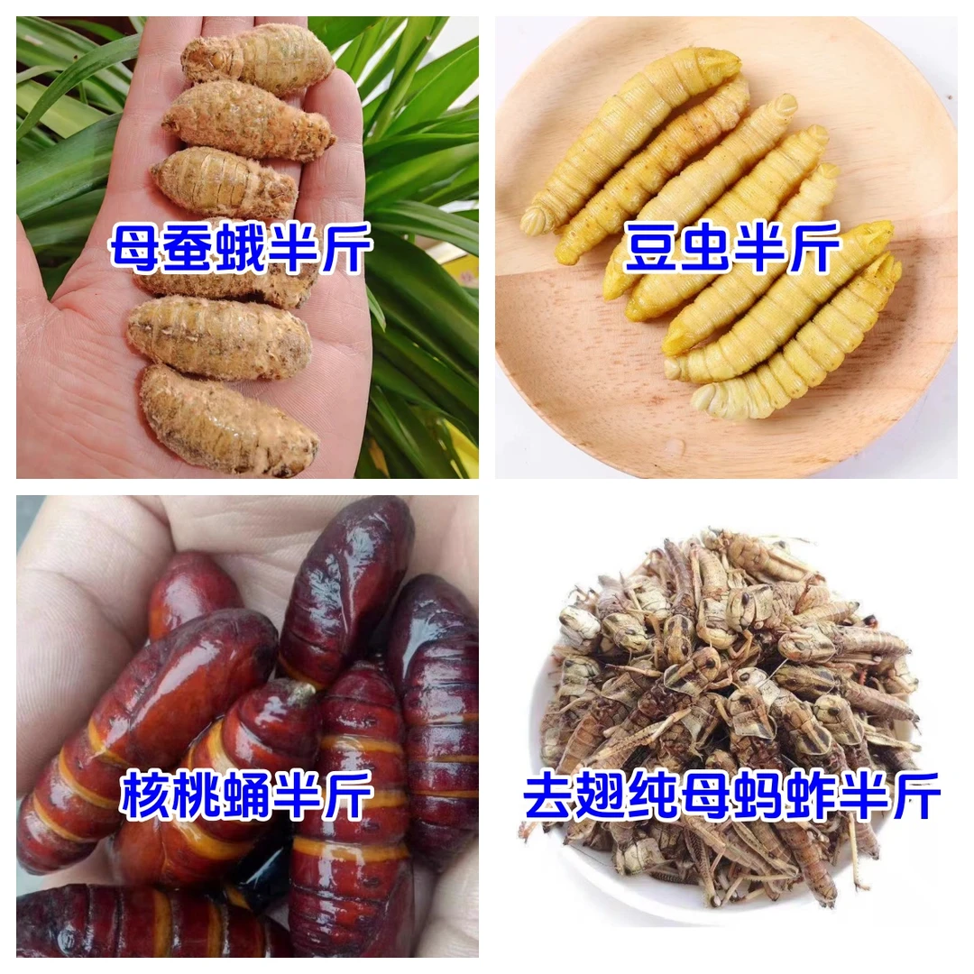 昆虫美食组合母蚕蛾半斤豆虫半斤核桃蛹半斤去翅纯母蚂蚱半斤包邮