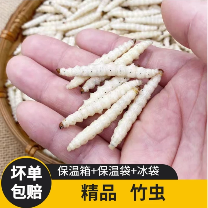 竹蜂虫竹虫新鲜竹油炸下酒菜土特产包邮昆虫美食烧烤冻品