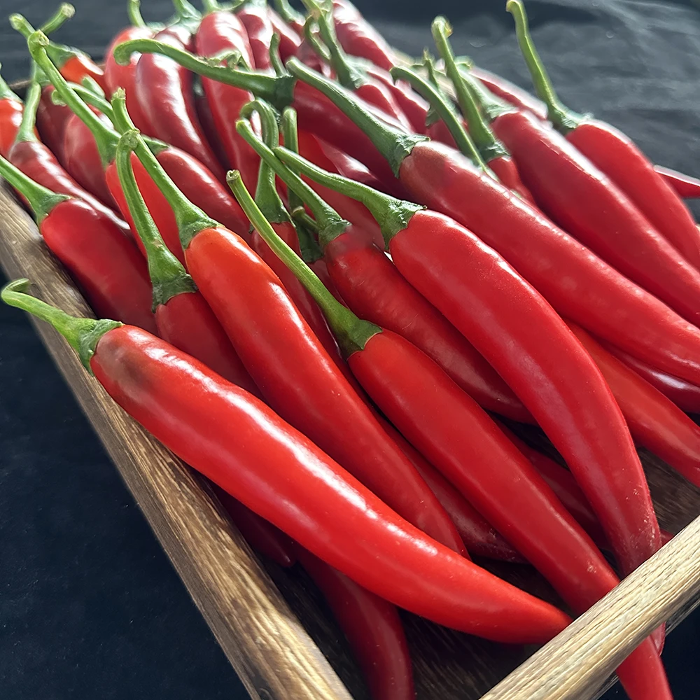 5斤装美人椒红色辣椒 福建新鲜美人椒红色辣椒剁椒酱用辣椒泡椒