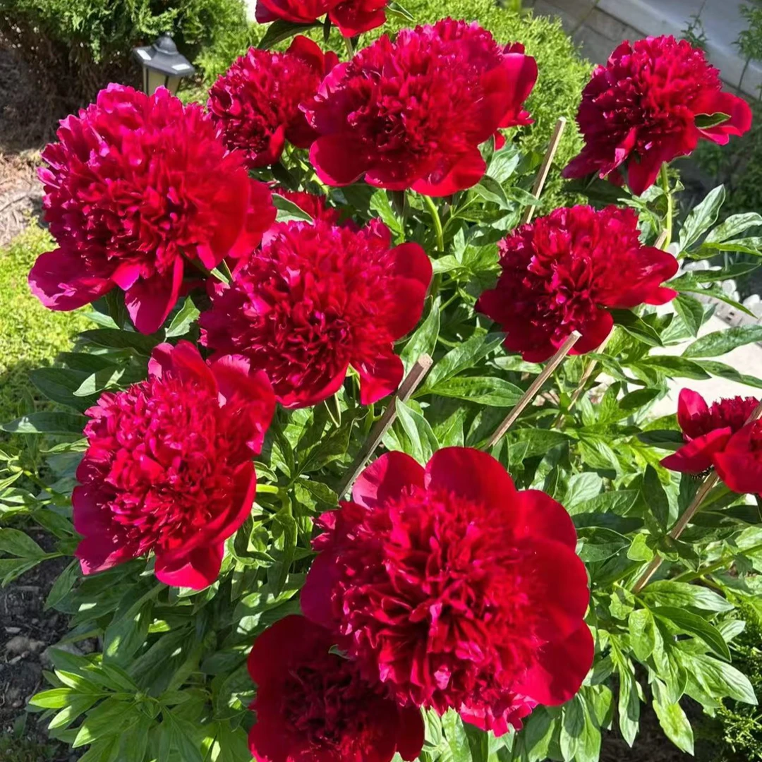 【带盆带土】重瓣芍药大花浓香原生苗盆栽地栽耐寒耐热多年生