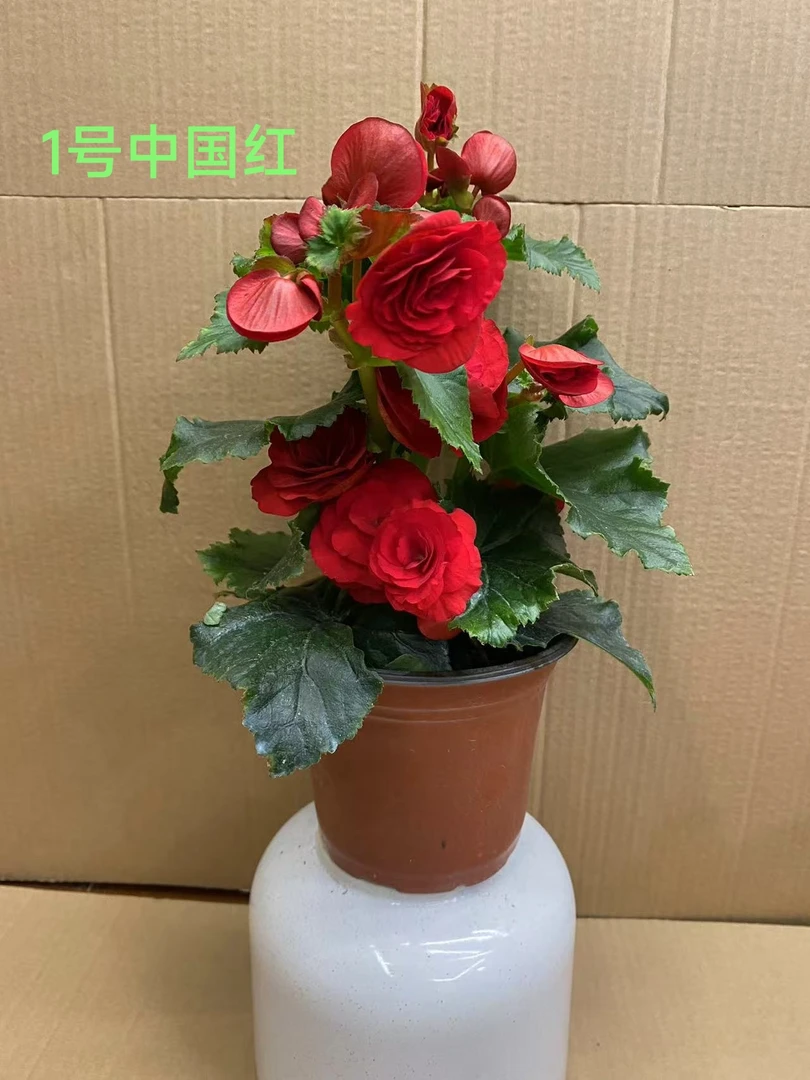 两盆丽格海棠130盆室内花卉掉花.苞掉叶不影响生长没有售后