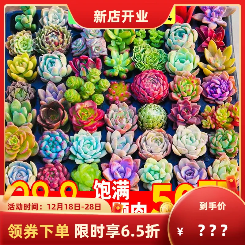 多肉植物肉肉新手套餐组合含盆带土包邮大颗老桩好养绿植易活室内