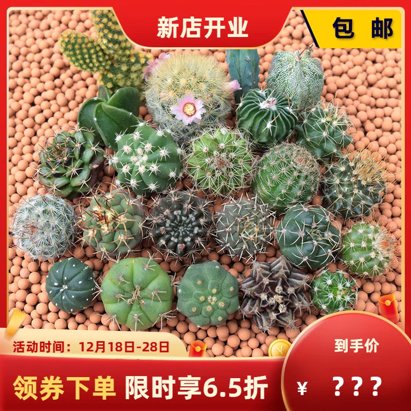 实生仙人球小苗随机组合套餐 星兜多肉植物花卉绯花玉仙人掌开花