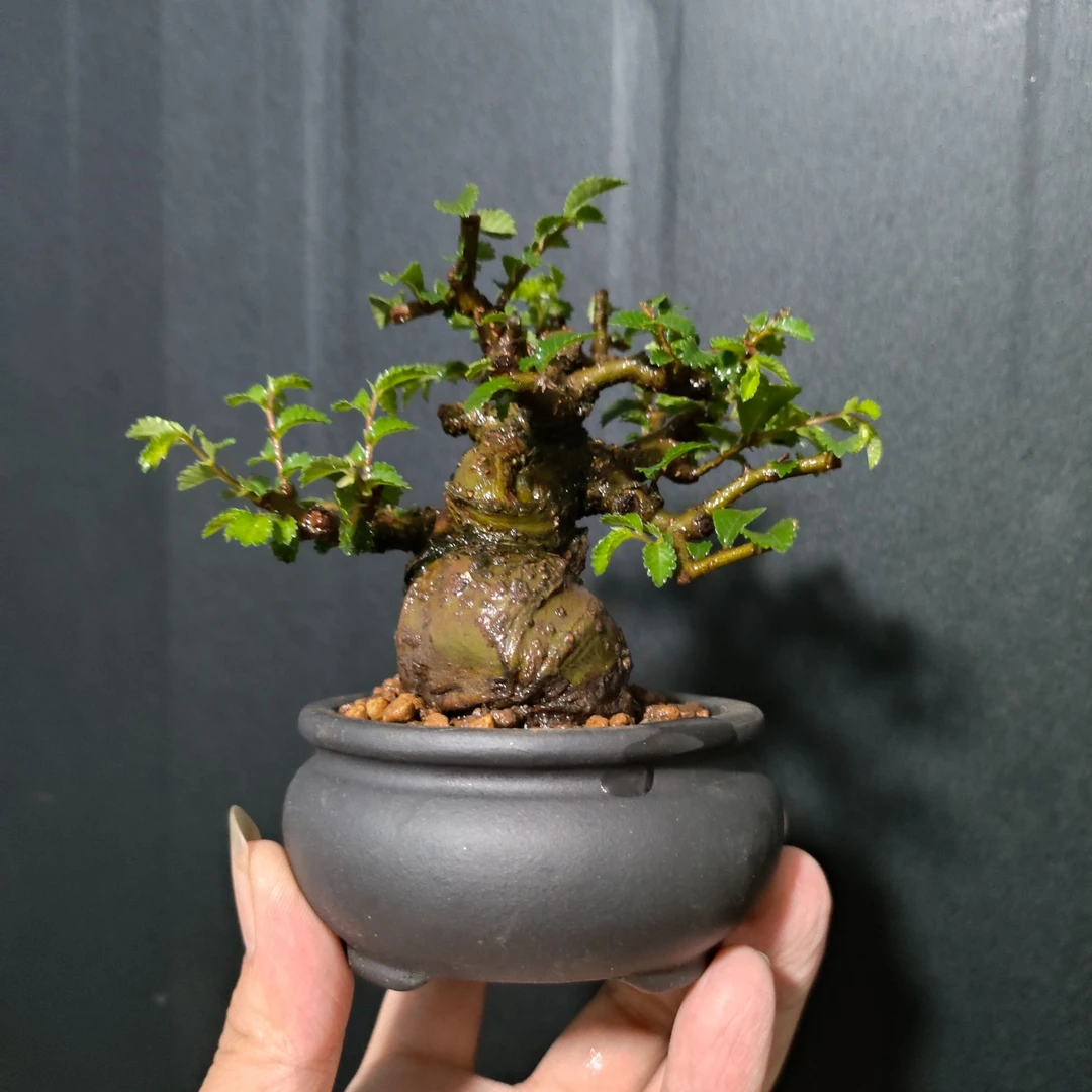 一物一拍小叶榔榆盆景桌面绿植中国小盆景植物高市早苗涉台言论